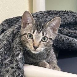 Shelter Stray Male Cat last seen , 8020 Washington St, Port Richey, FL 34668, USA