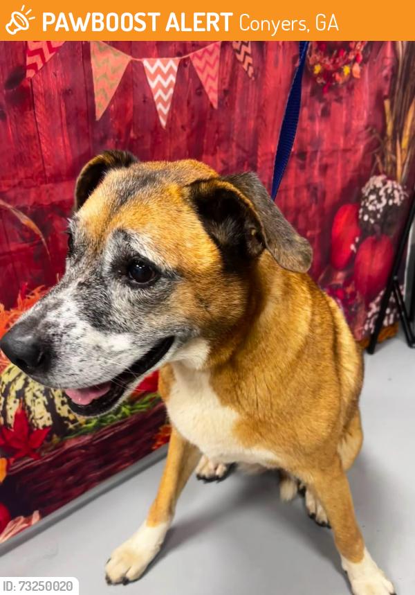 Found/Stray Unknown Dog last seen Located at Rockdale County Animal Service, 1506 Rockbridge Road, Conyers, GA 30012, Conyers, GA 30012