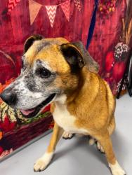 Found/Stray Unknown Dog last seen Located at Rockdale County Animal Service, 1506 Rockbridge Road, Conyers, GA 30012, Conyers, GA 30012