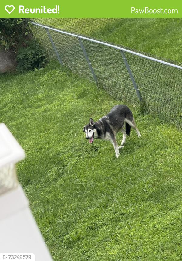 Reunited Male Dog last seen He's in my backyard, Kingston PA, not sure how long he will be here, Kingston, PA 18704