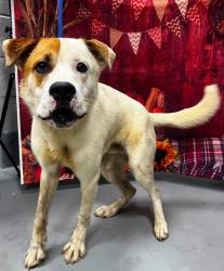 Found/Stray Unknown Dog last seen Located at Rockdale County Animal Service, 1506 Rockbridge Road, Conyers, GA 30012, Conyers, GA 30012