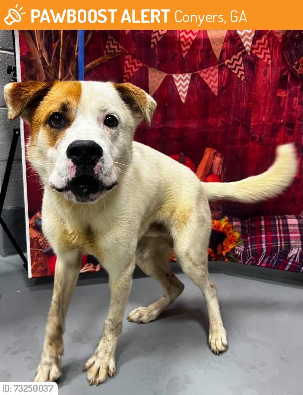 Found/Stray Unknown Dog last seen Located at Rockdale County Animal Service, 1506 Rockbridge Road, Conyers, GA 30012, Conyers, GA 30012