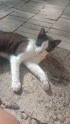Lost Male Cat last seen Logan, Laredo, TX 78040
