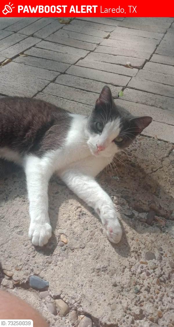 Lost Male Cat last seen Logan, Laredo, TX 78040