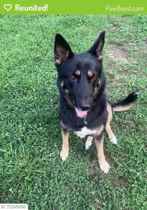 Reunited Female Dog last seen Lassiter high school, Marietta, GA 30066