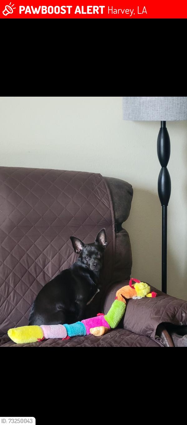 Lost Male Dog last seen Whitney, Harvey, LA 70058