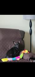 Lost Male Dog last seen Whitney, Harvey, LA 70058