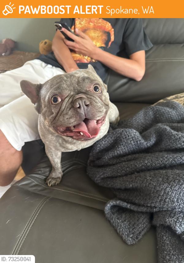 Found/Stray Male Dog last seen Ray and 20th, Spokane, WA 99204