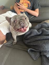 Found/Stray Male Dog last seen Ray and 20th, Spokane, WA 99204