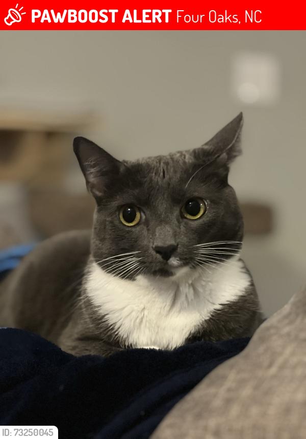 Lost Female Cat last seen Near Apple Grove Lane - Everwood subdivision off of Hwy 210, Four Oaks, NC 27524