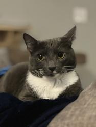 Lost Female Cat last seen Near Apple Grove Lane - Everwood subdivision off of Hwy 210, Four Oaks, NC 27524