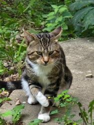 Found/Stray Unknown Cat last seen S curve area on county 8 sw, Rochester Township, MN 55902