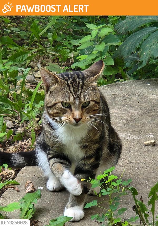 Found/Stray Unknown Cat last seen S curve area on county 8 sw, Rochester Township, MN 55902