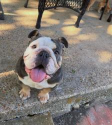 Lost Female Dog last seen Polytechnic, Fort Worth, TX 76105