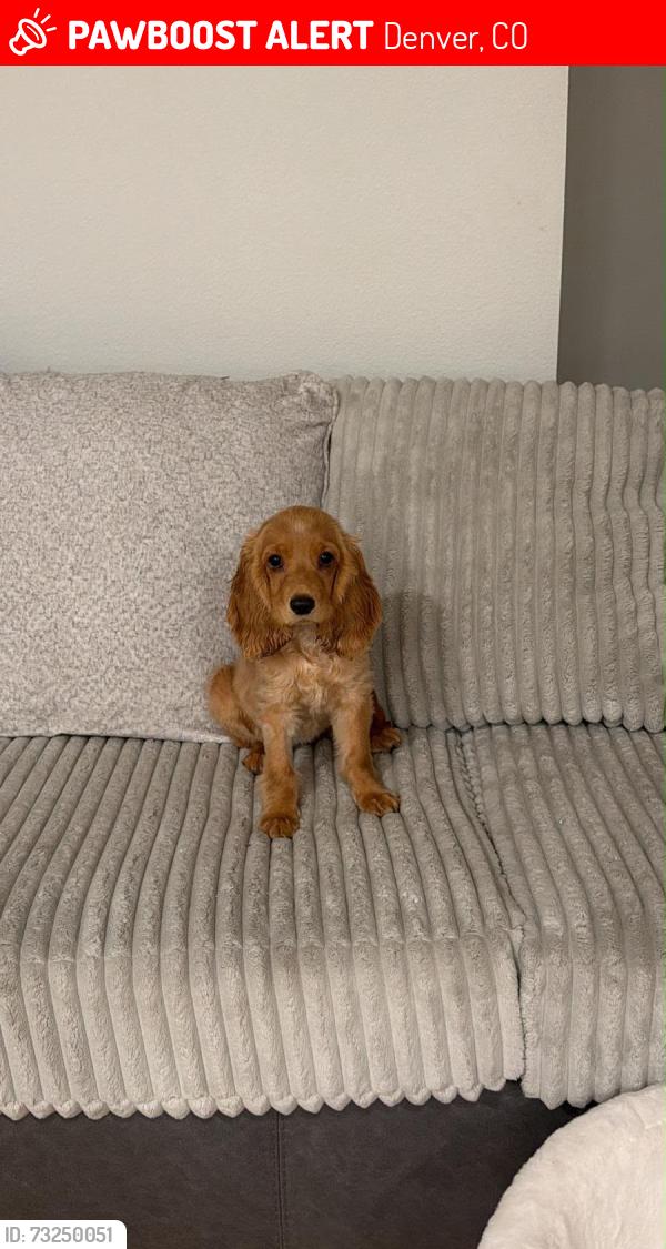 Lost Female Dog last seen Near 47th Drive, Denver, CO 80249