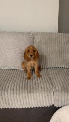 Lost Female Dog last seen Near 47th Drive, Denver, CO 80249