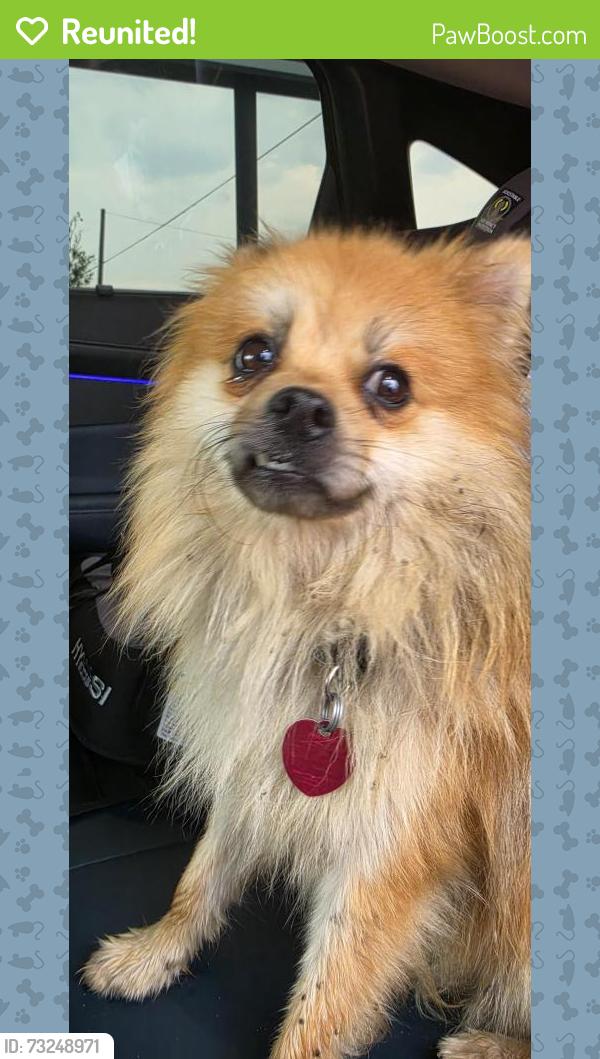 Reunited Male Dog last seen Autozone/Aldi, Lebanon, PA 17046