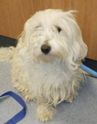 Lost Female Dog last seen Jackson, San Jose, CA 95122