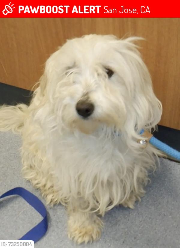Lost Female Dog last seen Jackson, San Jose, CA 95122