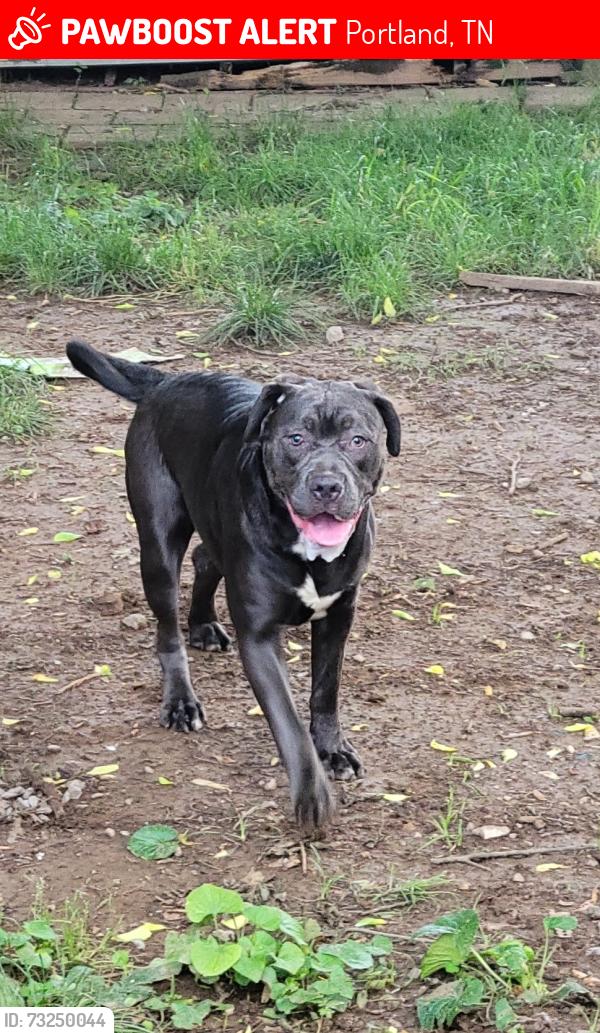 Lost Female Dog last seen Last seen-hwy 52 between Portland and Westmoreland is all I know., Portland, TN 37148