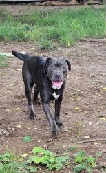 Lost Female Dog last seen Last seen-hwy 52 between Portland and Westmoreland is all I know., Portland, TN 37148