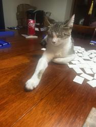 Lost Female Cat last seen Turtle Mound and Post rd, Melbourne, FL 32934