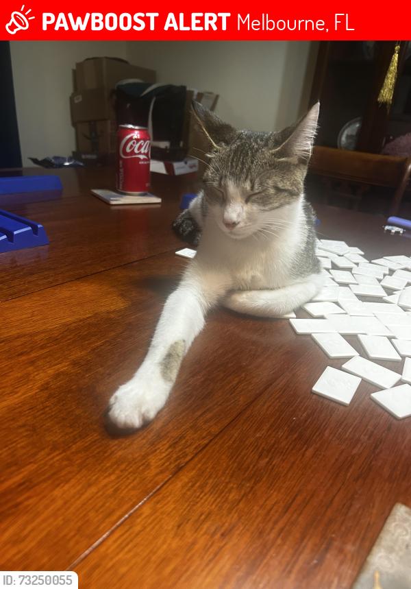 Lost Female Cat last seen Turtle Mound and Post rd, Melbourne, FL 32934