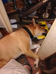 Lost Male Dog last seen Mcloughlin BLVD/ Tacoma st, Portland, OR 97282
