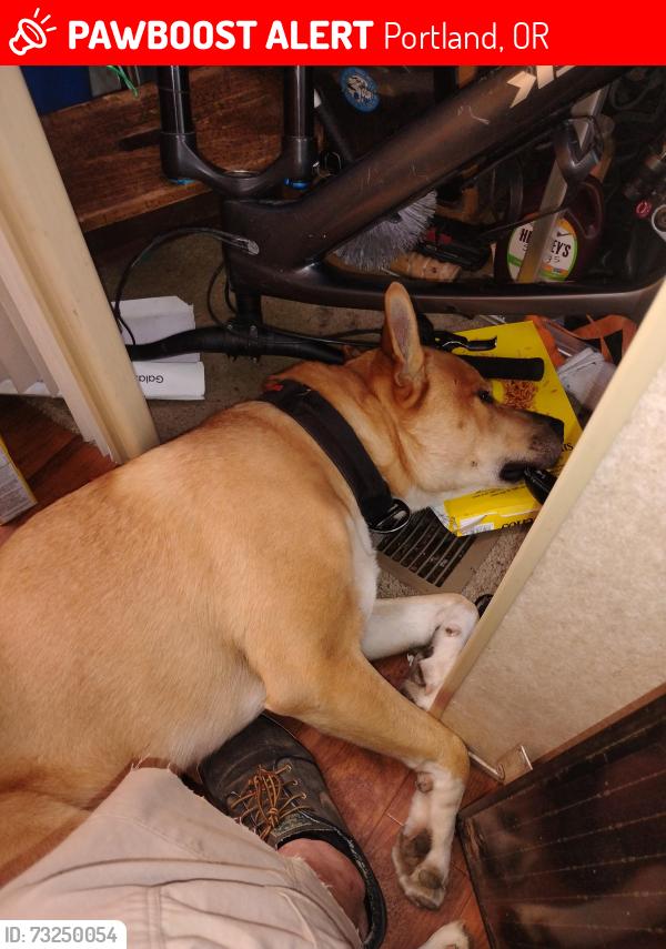 Lost Male Dog last seen Mcloughlin BLVD/ Tacoma st, Portland, OR 97282