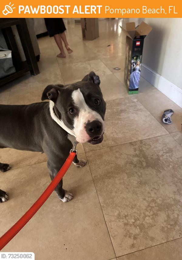 Found/Stray Female Dog last seen Kester Park, Pompano Beach, FL 33060