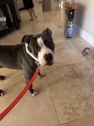 Found/Stray Female Dog last seen Kester Park, Pompano Beach, FL 33060