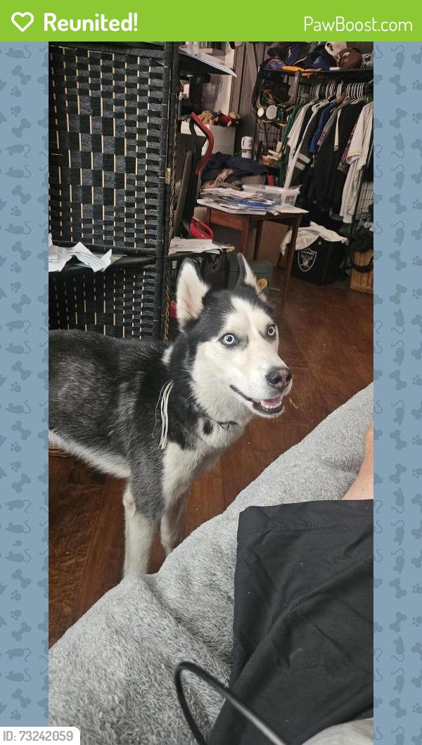 Reunited Male Dog last seen Mariposa between Madison and Greenback, Citrus Heights, CA 95610