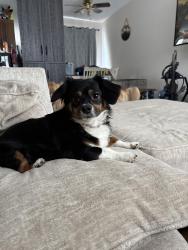Lost Male Dog last seen Monticello Dr, Lansing, MI 48911