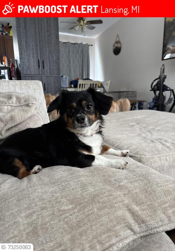 Lost Male Dog last seen Monticello Dr, Lansing, MI 48911