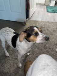 Found/Stray Male Dog last seen Argenta near 4 Quarter Bar, North Little Rock, AR 72114