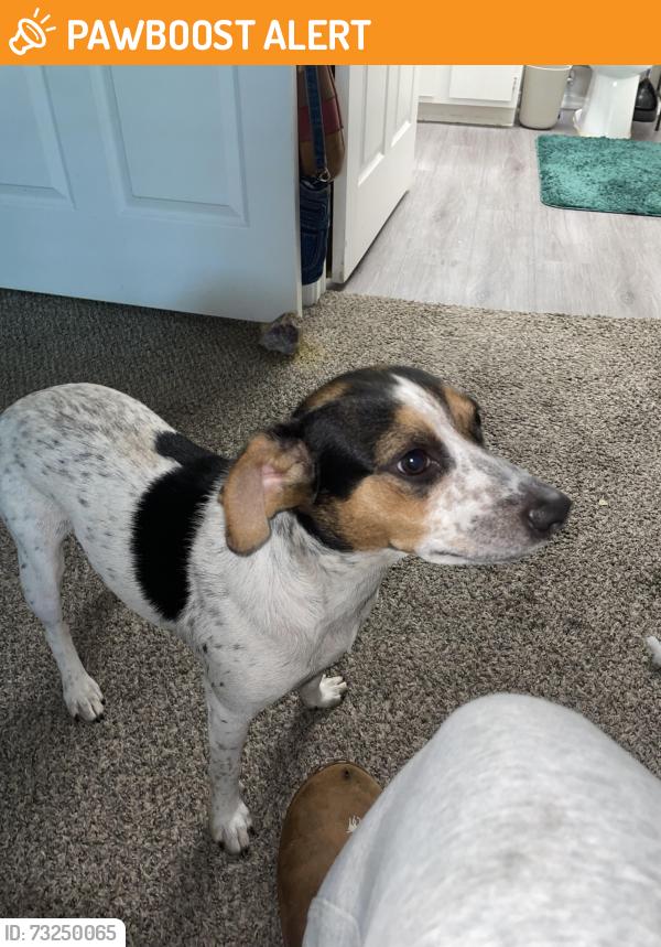 Found/Stray Male Dog last seen Argenta near 4 Quarter Bar, North Little Rock, AR 72114