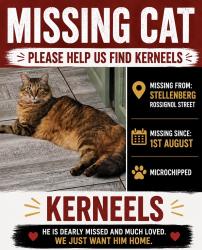 Lost Male Cat last seen Stellenberg High, Cape Town, WC 7550