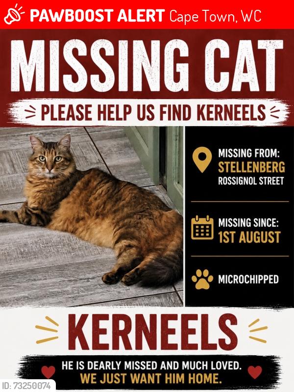 Lost Male Cat last seen Stellenberg High, Cape Town, WC 7550