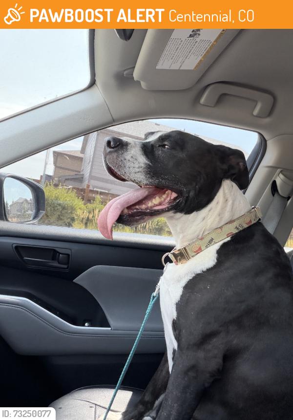 Found/Stray Male Dog last seen Himalaya and Progress, Centennial, CO 80015