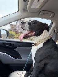 Found/Stray Male Dog last seen Himalaya and Progress, Centennial, CO 80015