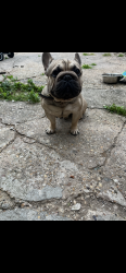 Lost Male Dog last seen Federal & Erdman Ave, Baltimore, MD 21213