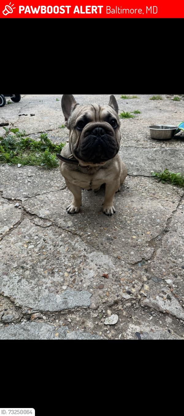 Lost Male Dog last seen Federal & Erdman Ave, Baltimore, MD 21213