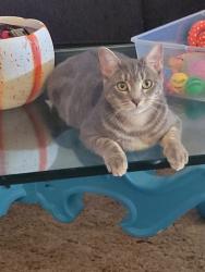 Lost Female Cat last seen NW Cornell and Murray. Vista Cornell apmts, Portland, OR 97229