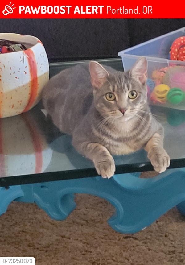 Lost Female Cat last seen NW Cornell and Murray. Vista Cornell apmts, Portland, OR 97229
