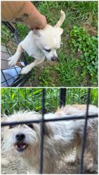 Reunited Male Dog last seen Dolly pond/gamble, Birchwood, TN 37308