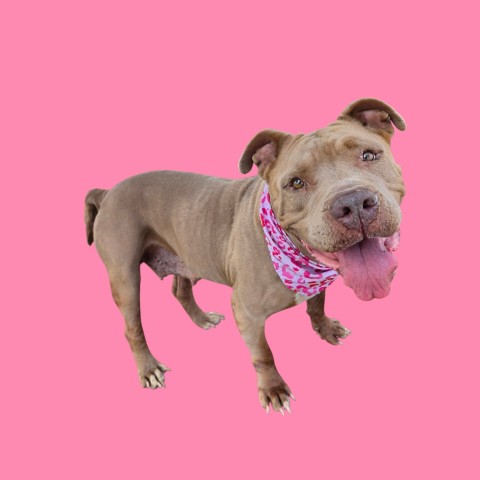 Shelter Stray Female Dog last seen Near BLOCK E CALIFORNIA AVE, BAKERSFIELD CA 93307, 3951 Fruitvale Ave, Bakersfield, CA 93308, USA