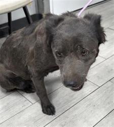 Shelter Stray Female Dog last seen Near BLOCK N ALFORD ST, RIDGECREST CA 93555, 3951 Fruitvale Ave, Bakersfield, CA 93308, USA