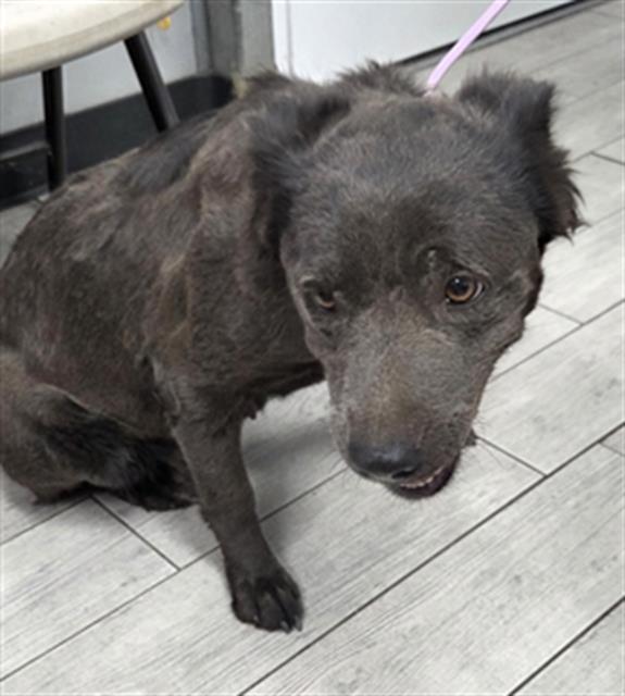 Shelter Stray Female Dog last seen Near BLOCK N ALFORD ST, RIDGECREST CA 93555, 3951 Fruitvale Ave, Bakersfield, CA 93308, USA