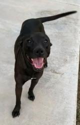 Shelter Stray Female Dog last seen Near BLOCK RIVER BLVD, BAKERSFIELD CA 93305, 3951 Fruitvale Ave, Bakersfield, CA 93308, USA
