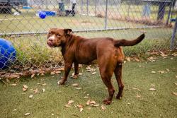 Shelter Stray Female Dog last seen , 2769 Conroy Rd, Orlando, FL 32839, USA